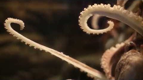 Ben Chatwin - Euclidean Plane