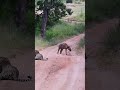 Hyena makes big loop around leopard