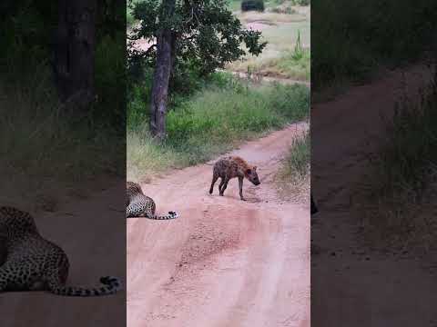 Hyena Makes Big Loop Around Leopard