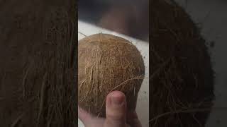 How To Crack A Coconut In Just 20 Seconds Si Ta Hapësh Arrën E Kokosit Për Vetëm 20 Sekonda
