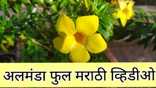 अलमंडा फुल | Allamanda flowers | Yellow bells | Golden Trumpet | मराठी बागकाम | Marathibagkam