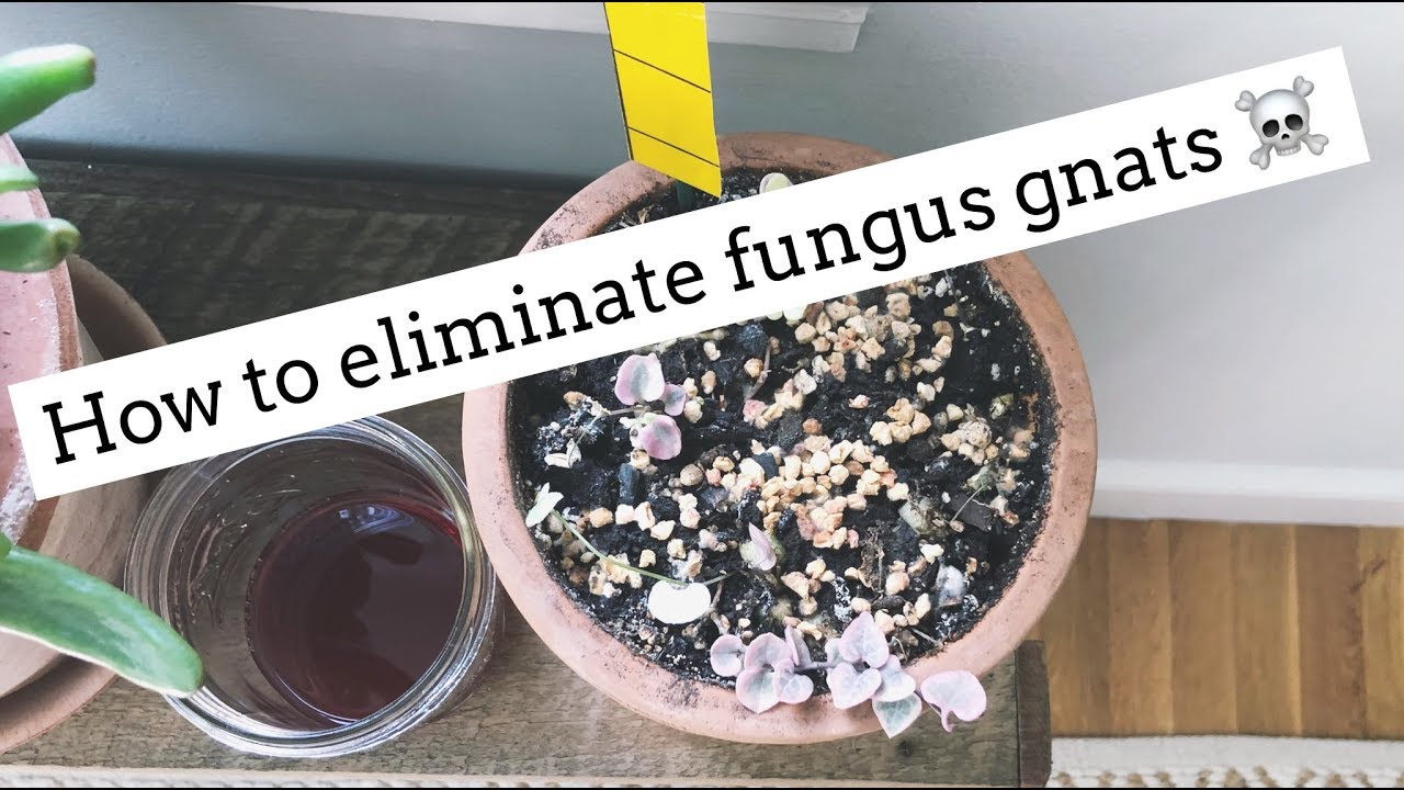 How to Get Rid of Fungus Gnats For Good