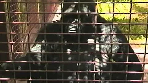 Did Koko Gorilla have children?
