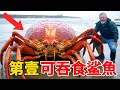 全世界最大的巨型螃蟹,第壹名可活100年,把鯊魚當食物!全世界最貴的天價魚,壹條1億 3000 萬,糞便比黃金還要貴 10 倍!全世界最美的天堂鳥,孔雀來了都甘拜下風!堪稱最會“撩妹”的鳥中紳士!
