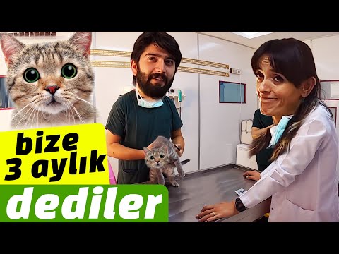 Video: Kedilerde Eşit Olmayan Öğrenci Boyutu