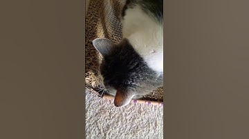 Cat Crack Cat Nip! Kitty