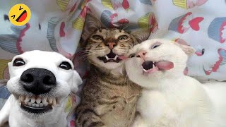 Best Funniest Animal Videos 2024 😅 - When Your Dogs And Cats as Your Daily Dose of Joy - Week2