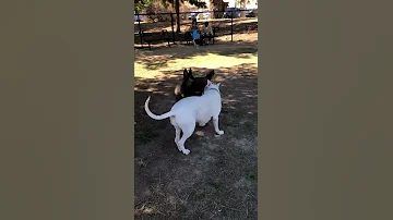 Belgian Malinois And Dogo Argentino 