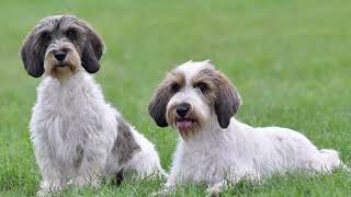 Petit Basset Griffon Vendeen | Facts, History & Characteristics by All Animal Breeds 17 views 2 years ago 2 minutes, 2 seconds