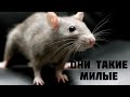 Что Вы знаете о Крысах? 5 Интересных Фактов