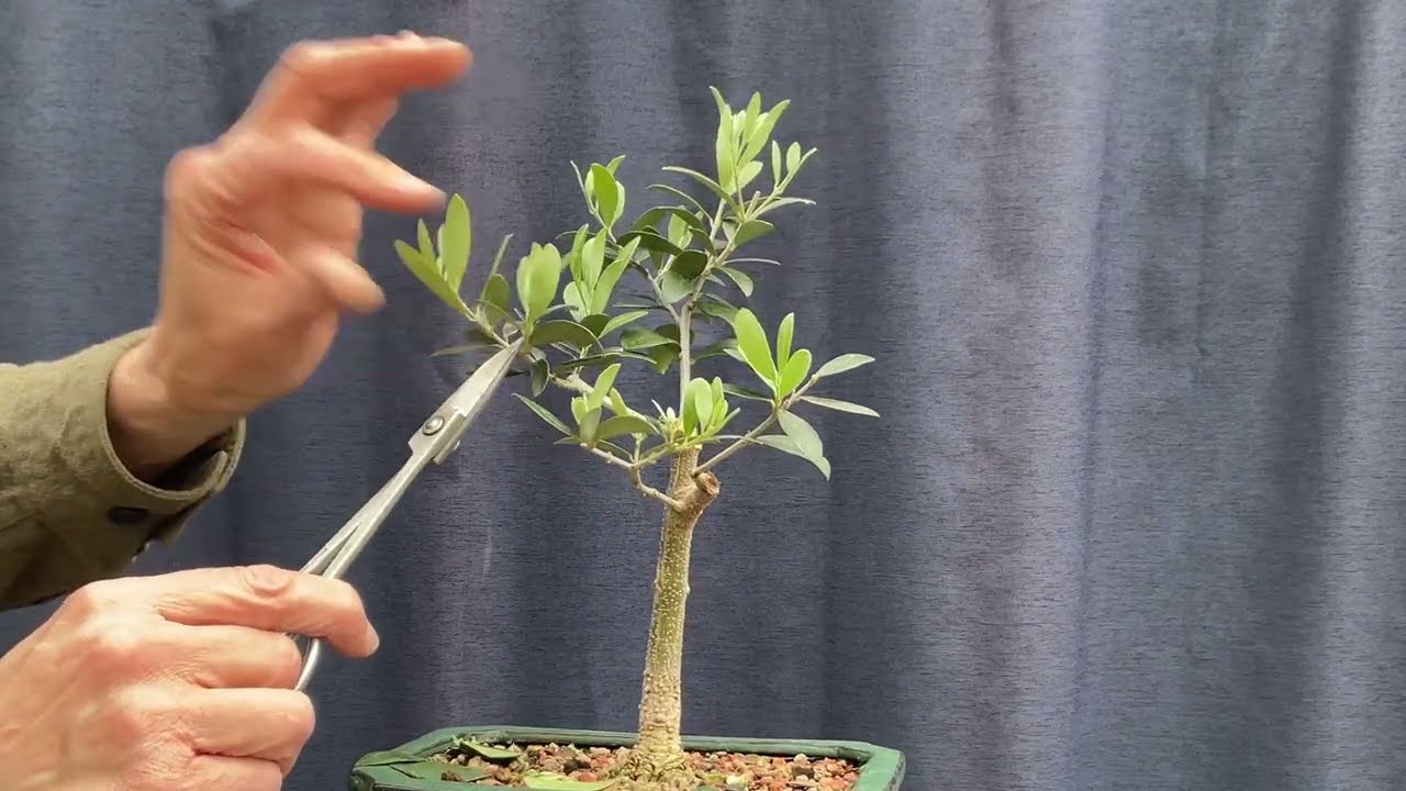 Regaining Control Of My Olive From Aldi. 11-Apr-2026 - YouTube