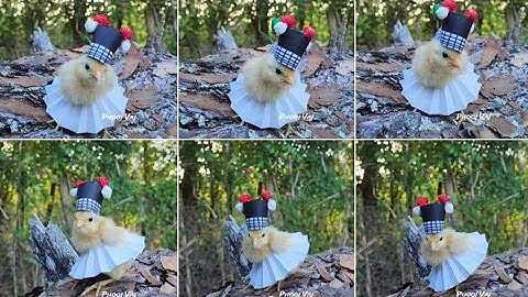 Qaib Hmoob - Hmong Chicks - Me Nyuam Qaib Hmoob #reels #shorts #chicken #qaib #hmoob #nkaujhmoob