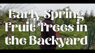 Early Spring Fruit Trees in the Backyard