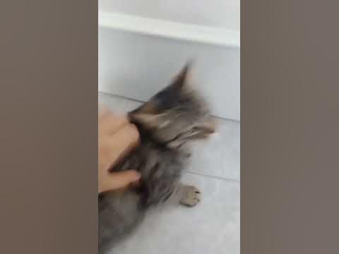 мой котик бежит - YouTube