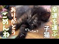 みんなを幸せにする子猫にありがとう…でもごめんね💧 【保護猫活動】