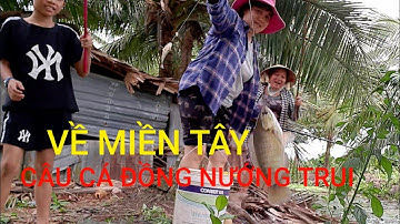 Cách  câu cá đồng nướng trui của Người Miền Tây | Món ăn ngon | Chi Âu Vlog