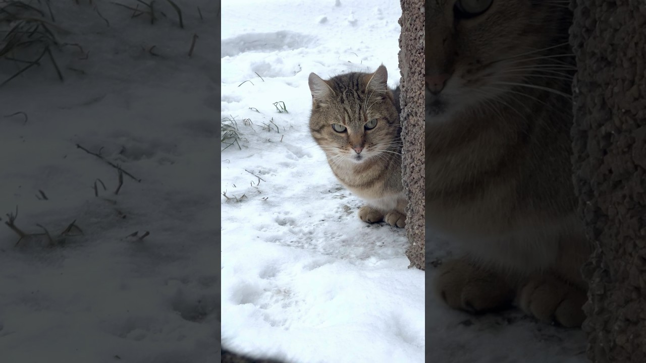 Group of Tabby Cats Chilling on Snow ❄️