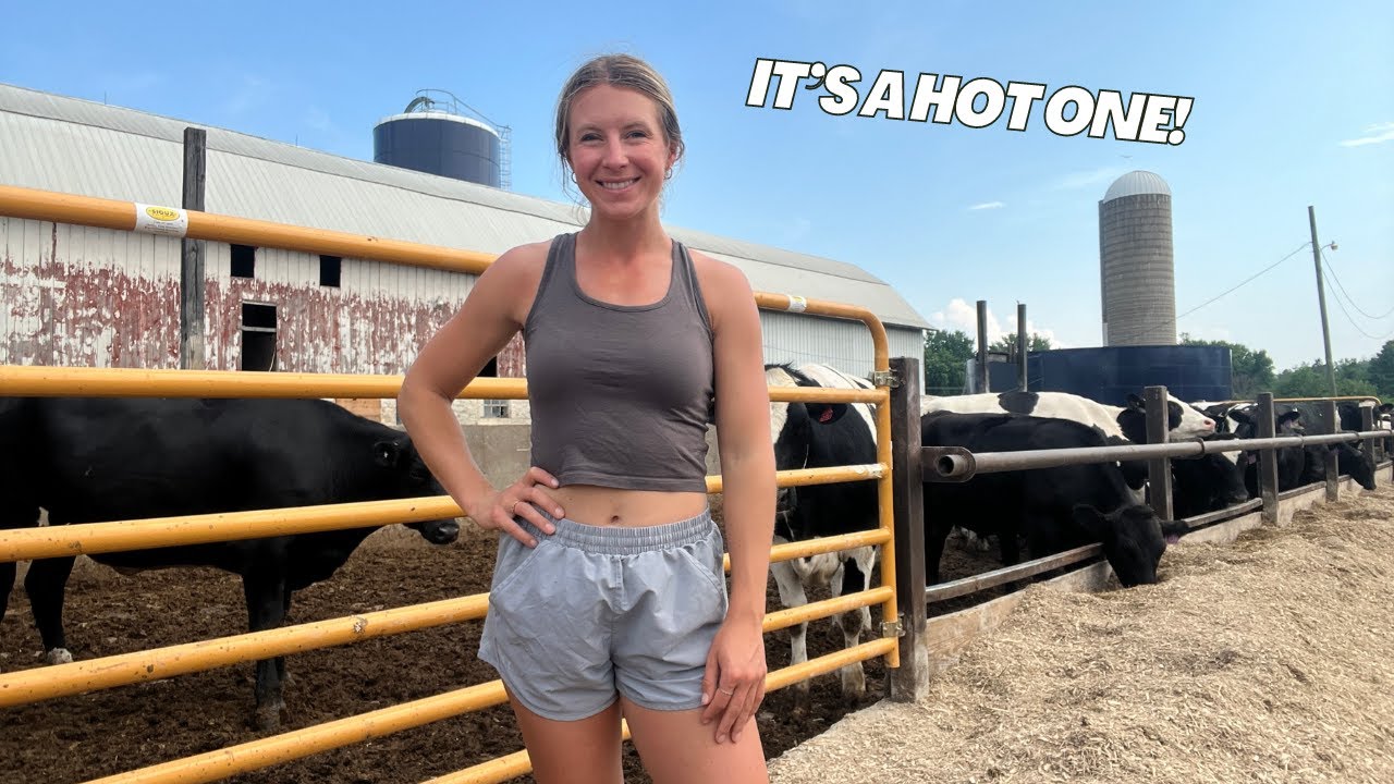 How We Keep Our Cattle Cool in the Heat | Farm Girl - YouTube