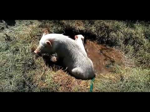 Как смешно свиньи купаются.Funny And Cute Animals Videos Compilation