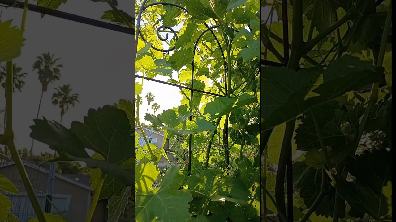 Wine Grape Vines Growing Extremely Fast! Foliar Feeding is the trick.