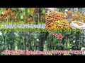তামোল খেতি-Best Hybrid Variety ৰ লগত এইখিনি কৰি আজীৱন টকা Income কৰক/Hybrid areca/betel nut variety