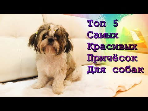 Топ 5 самых красивых причёсок для собак!