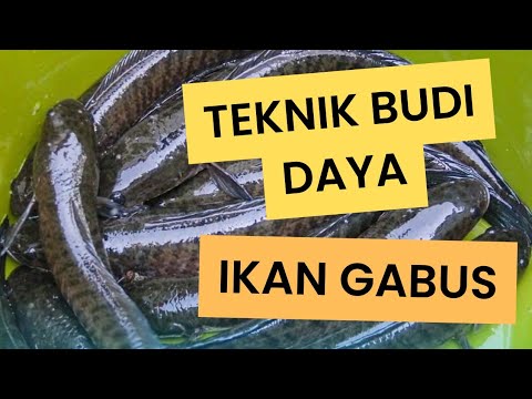 SUKSES PELIHARA IKAN GABUS DI RUMAH