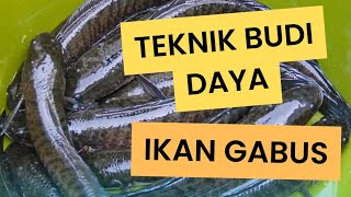 SUKSES PELIHARA IKAN GABUS DI RUMAH