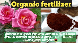 nitrogen rich organic fertilizer for all plants in tamil// organic best fertilizer for rose plants