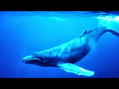 Harry Gregson-Williams - Evacuating London (Hybrid's Beatless Dub)