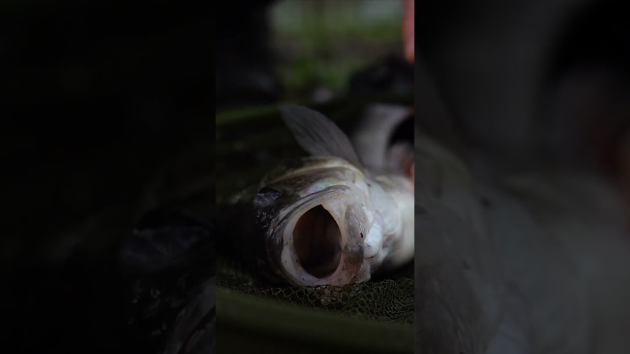 "That's bigger than I thought it was gonna be!" 💪🏼🎣