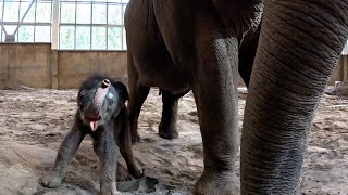 Two Baby Elephants. One Shared Hope.