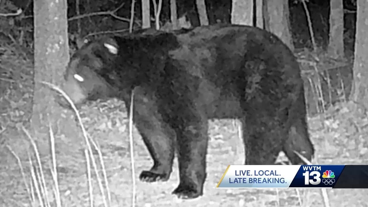 Check out pics of large black bear in Odenville