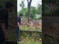 Jungle safari chitwan national park