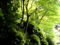 大河内山荘の美しい新緑