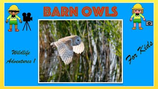 Barn Owls for Kids | Searching for Barn Owls at Hamwall by Learning with Lisa 580 views 1 year ago 3 minutes, 29 seconds