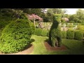 Best Plants for Topiary