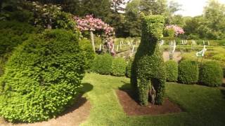 Best Plants for Topiary