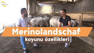 Merinolandschaf Koyunlarının Özellikleri - Çobanın Sesi