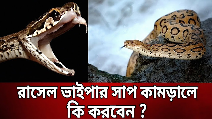 ২৮জেলায় ছড়িয়ে পড়েছে রাসেল'স ভাইপার,মা-রতে পারলে ৫০হাজার টাকা পুরস্কার Russels Viper|কামড়ালে কি করবেন