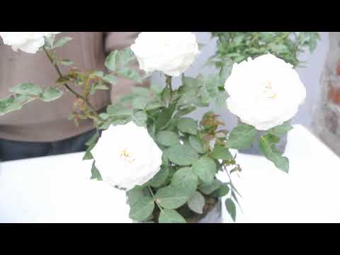 Vídeo: Rosas Em Miniatura. Variedades