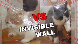 Cats vs Invisible Wall