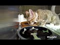 March Meowness!