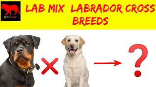 Labrador mix breeds/Labrador cross breeds/Labrador/Labrador cross breeds puppies/petstamila/Dogs by Pets Tamila 366 views 2 years ago 2 minutes, 47 seconds