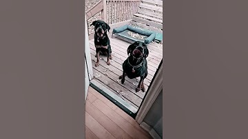 roasty and toasty inside #doberman #rottweiler #orangecat #shibc shibaclassic.io #uniswap #biconomy