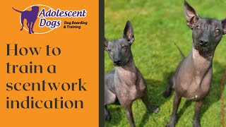 Training & Proofing the Indication in Scentwork  Dog Training Tutorials