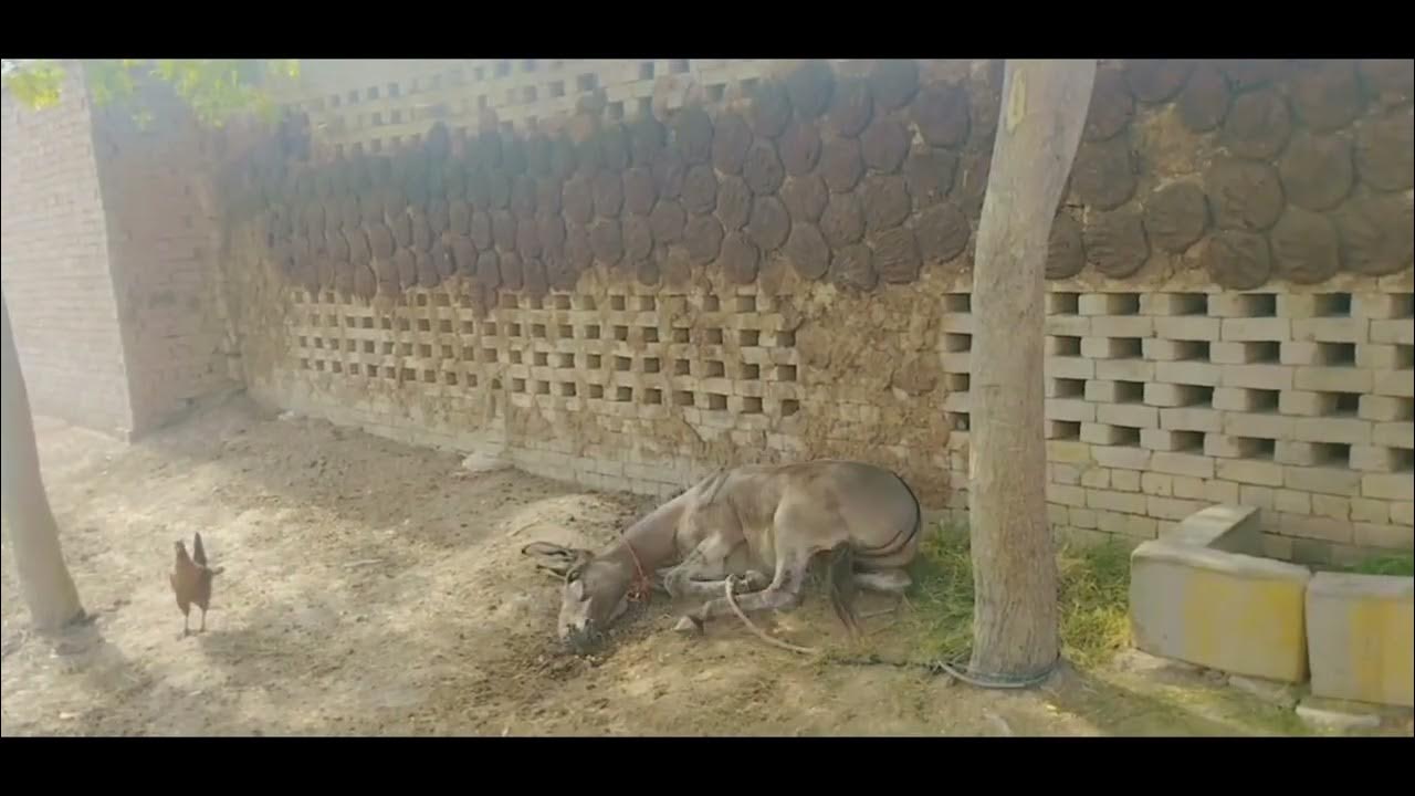 rabiesrabies in donkeyrabies in equinessigns of rabies YouTube