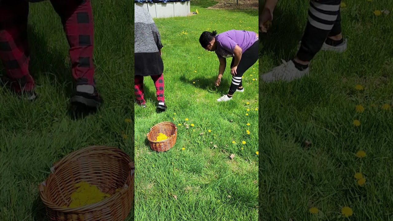 Harvesting Dandelions | Roshelle's Test Kitchen