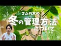 ゴムの木の冬の管理方法について【観葉植物】