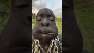 Rip Granny acapella harmony funny memes